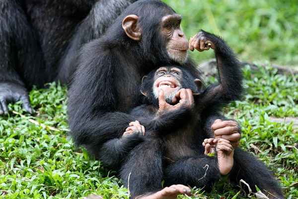 A-Mother-Chimp-and-its-young-one-1_compressed