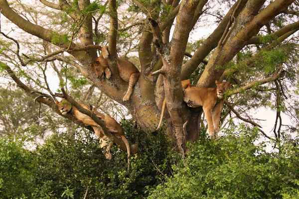 Lake-Manyara-Tree-Climbing-Lions_compressed
